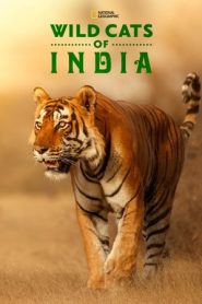 印度的伦理片床上的野猫