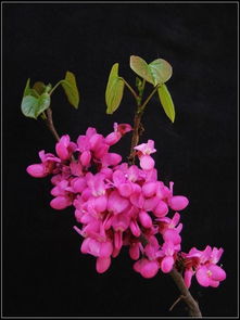 柳州紫荆花图片