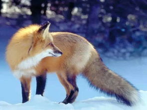 狐狸撸在线观看