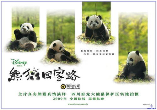 熊猫小说家ai写作app